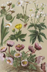 Alpine Flora